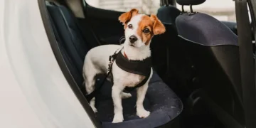 Multa pesada será aplicada a motoristas que transportarem pets no banco do carro