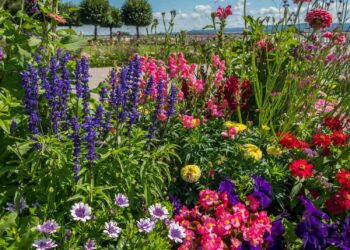 Nem lavanda nem jasmim: a planta que tem cheiro de baunilha e quase ninguém conhece