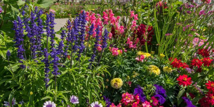 Nem lavanda nem jasmim: a planta que tem cheiro de baunilha e quase ninguém conhece