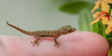 Foto: Hunter Masters/Unsplash