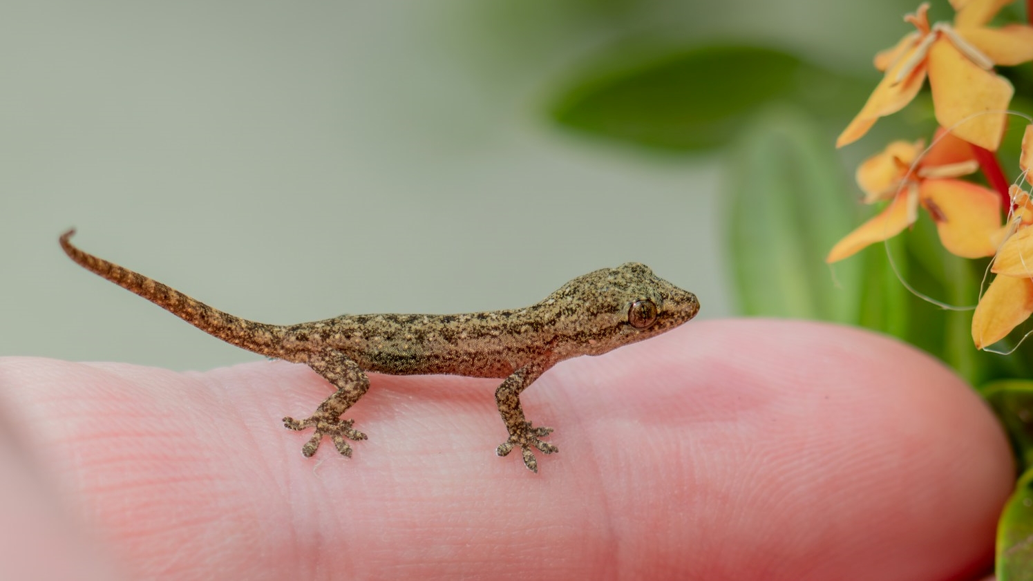 Lagartixa no teto da sua casa? Especialista revela o que significa e o que fazer