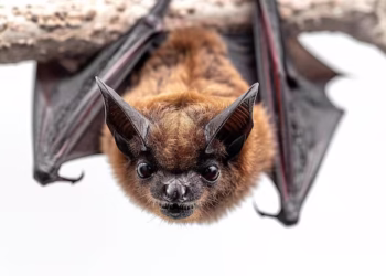 Vírus de morcegos que pode infectar humanos ainda não tem cura e pode virar nova pandemia