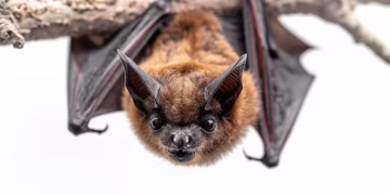 Vírus de morcegos que pode infectar humanos ainda não tem cura e pode virar nova pandemia