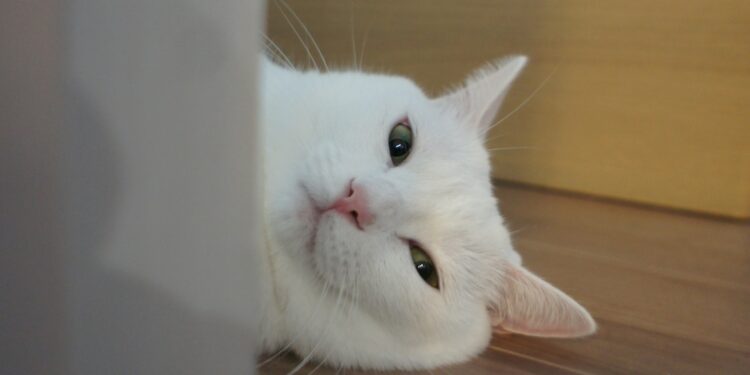 Foto: Hong Shangu/Unsplash