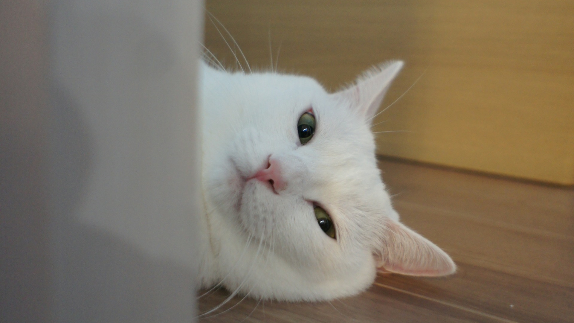 Nem gatos nem lobos: estes são os animais mais inteligentes do mundo, segundo a ciência