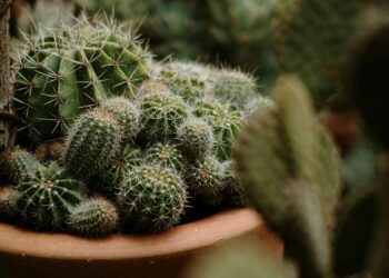Foto: Eduardo Gorghetto/Pexels