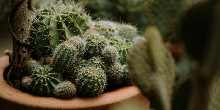 Foto: Eduardo Gorghetto/Pexels