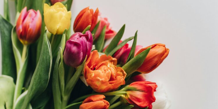 As flores ideais para plantar em janeiro: aroma agradável e é fáceis de cuidar