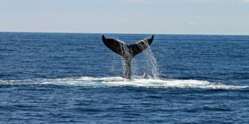 Não somos os únicos: cientistas revelam animal que usa um “alfabeto” para se comunicar