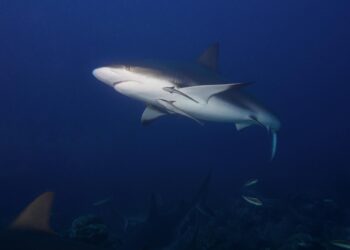 Homem só queria ajudar um tubarão em risco, mas acabou sofrendo ataque brutal