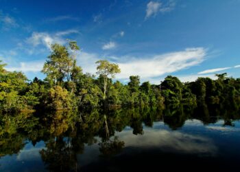 Durante expedição na floresta, pesquisadores encontraram um “zumbi” na Amazônia