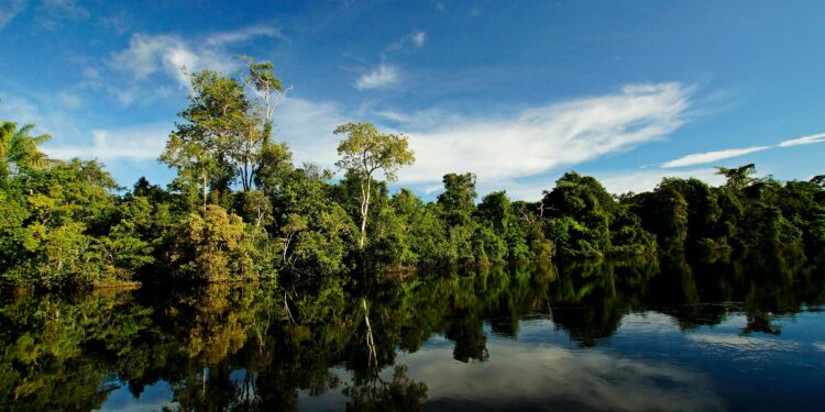 Durante expedição na floresta, pesquisadores encontraram um “zumbi” na Amazônia