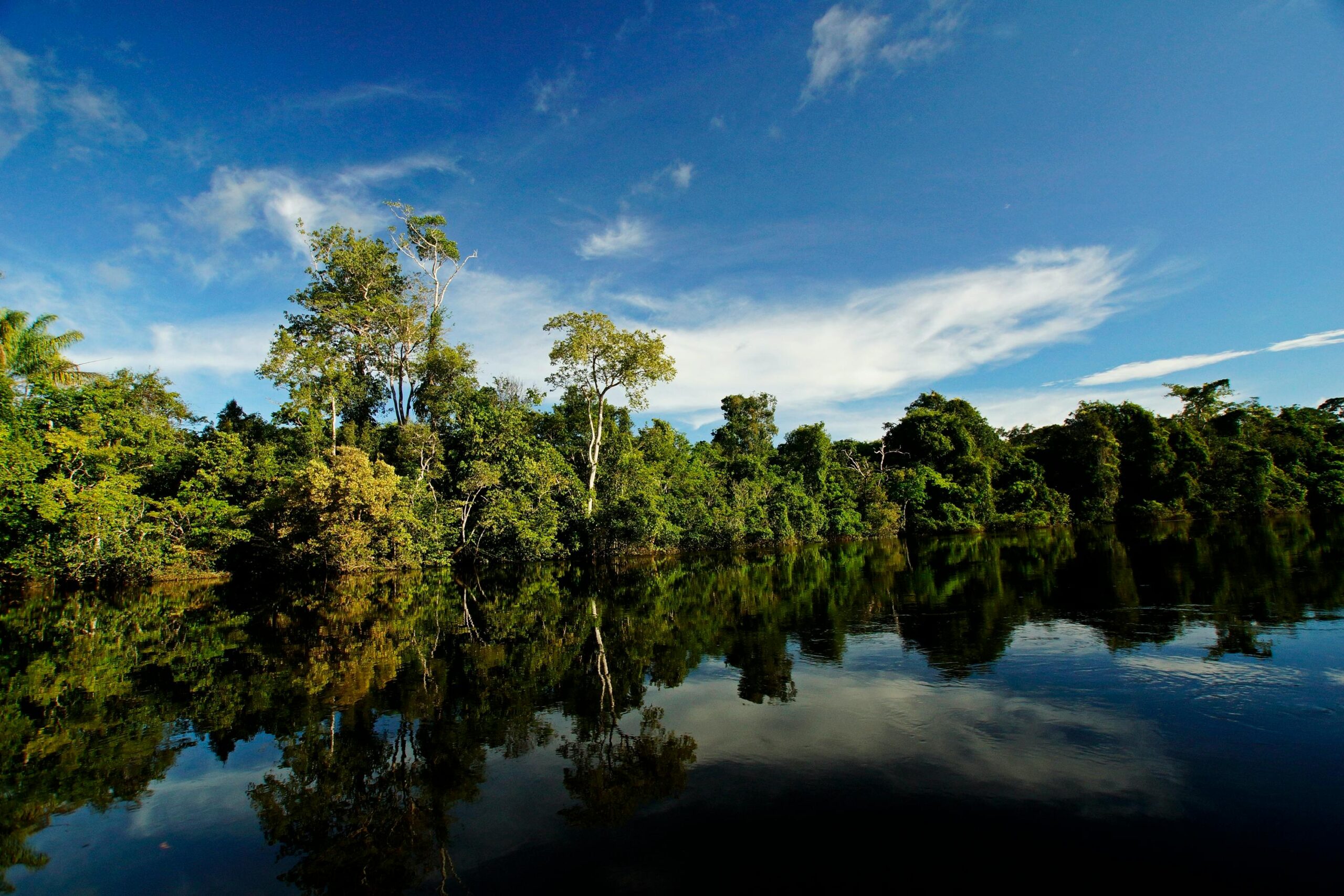 Durante expedição na floresta, pesquisadores encontraram um “zumbi” na Amazônia