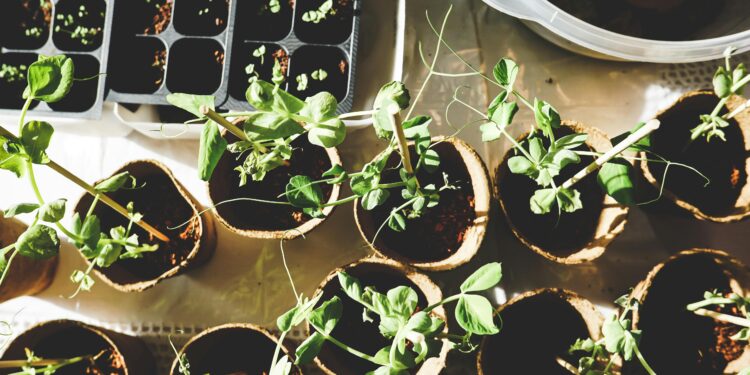 O que fazer com as plantas nas férias: o truque para que se reguem automaticamente