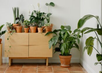 A planta ideal para o quarto no verão: espanta mosquitos e precisa de pouca rega