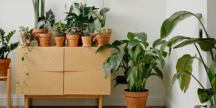 A planta ideal para o quarto no verão: espanta mosquitos e precisa de pouca rega