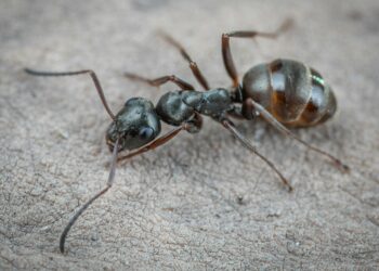 Com apenas 2 ingredientes de cozinha, você faz as formigas saírem correndo da sua casa