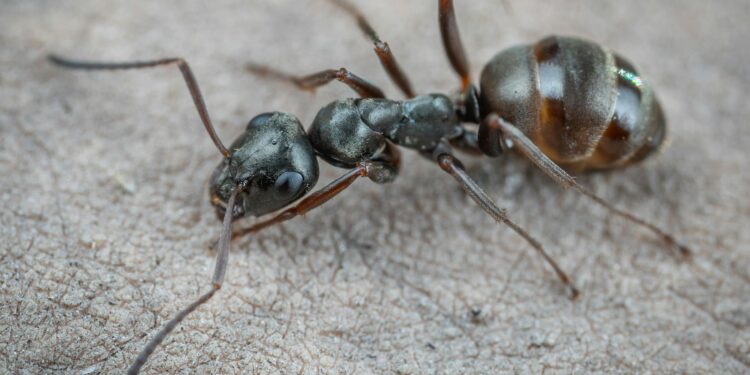 Com apenas 2 ingredientes de cozinha, você faz as formigas saírem correndo da sua casa