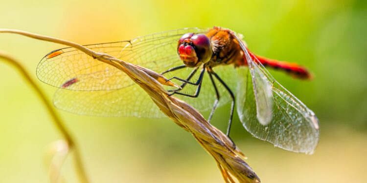 O que significa quando uma libélula aparece voando na sua piscina?