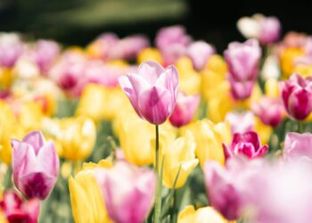 O truque infalível dos jardineiros para que o jardim floresça o ano todo