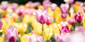 O truque infalível dos jardineiros para que o jardim floresça o ano todo