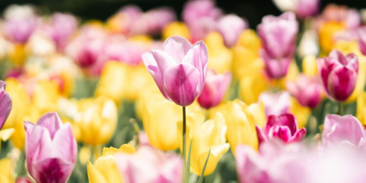 O truque infalível dos jardineiros para que o jardim floresça o ano todo