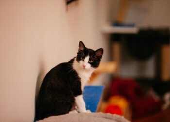 Estudos indicam ter um gato em casa reduz o risco de ter essa doença grave