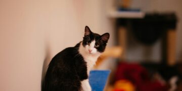 Estudos indicam ter um gato em casa reduz o risco de ter essa doença grave