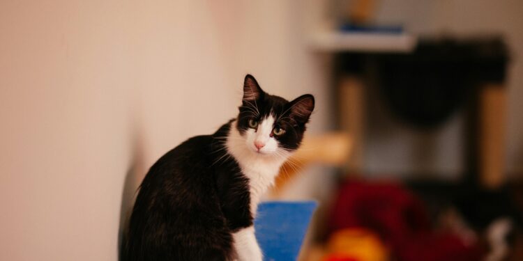 Estudos indicam ter um gato em casa reduz o risco de ter essa doença grave