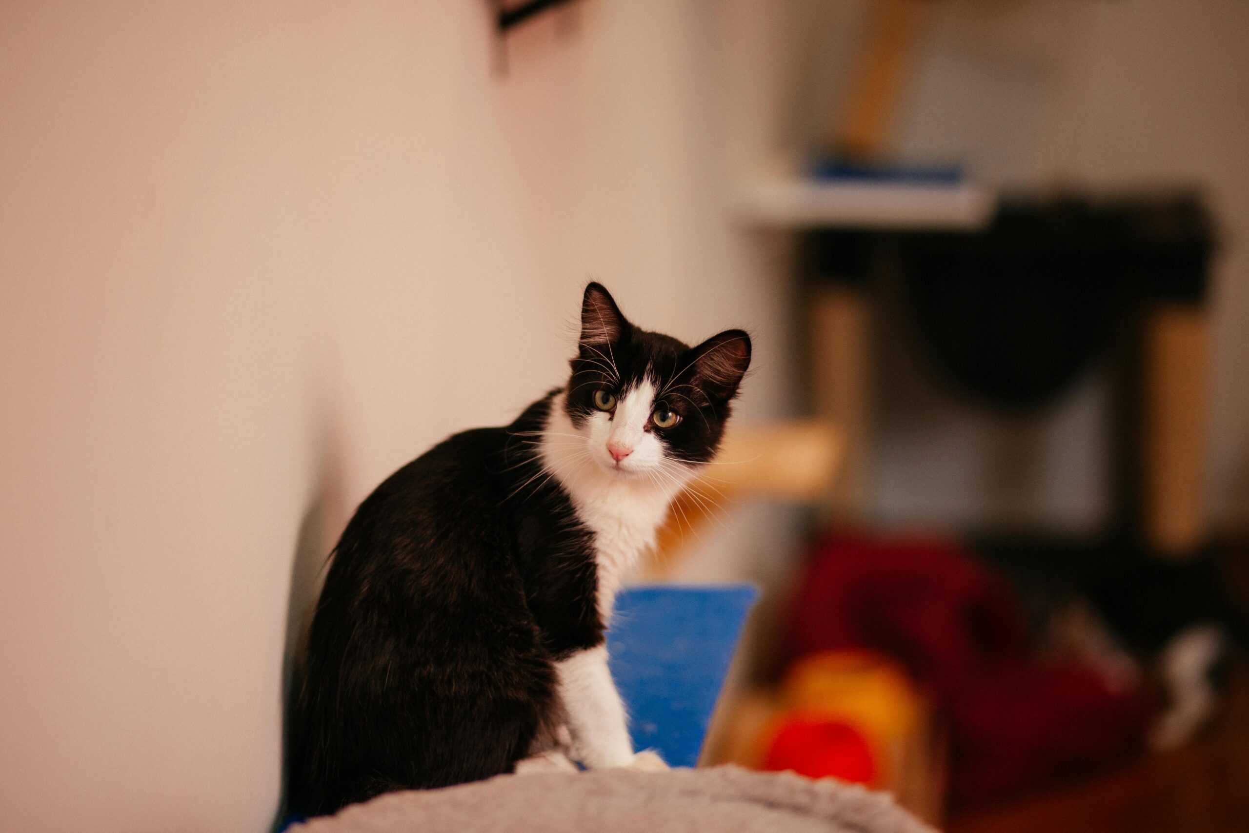 Estudos indicam ter um gato em casa reduz o risco de ter essa doença grave