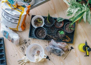 As melhores plantas para quem mora em apartamento com pouca luz natural