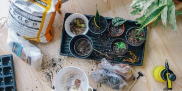 As melhores plantas para quem mora em apartamento com pouca luz natural