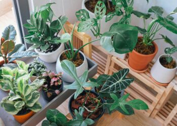 A planta aromática ideal para plantar em janeiro: cresce rápido e rende muito