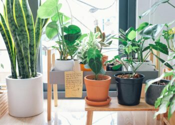 Melhor que um purificador de ar: a planta que limpa o ambiente e quase não precisa de cuidados