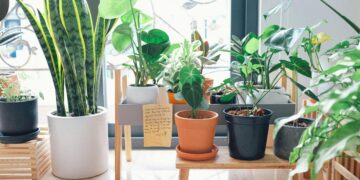 Melhor que um purificador de ar: a planta que limpa o ambiente e quase não precisa de cuidados