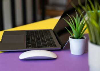 As melhores plantas para quem trabalha em home office e precisa de foco