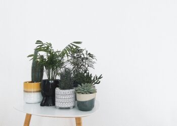 Qual planta devemos colocar na porta de casa para atrair prosperidade, segundo o Feng Shui