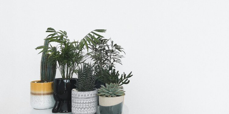 Qual planta devemos colocar na porta de casa para atrair prosperidade, segundo o Feng Shui