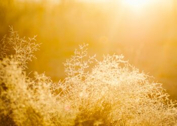 O fim da pobreza? Encontraram uma planta que produz ouro puro e pode ser cultivada em todas as casas