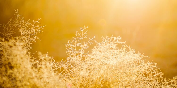 O fim da pobreza? Encontraram uma planta que produz ouro puro e pode ser cultivada em todas as casas