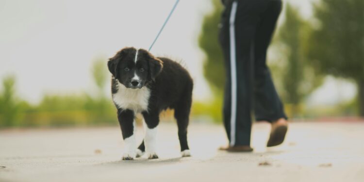 Lei é aprovada e quem não recolher as fezes do animal na rua em 2026 será multado em até R$ 750,00