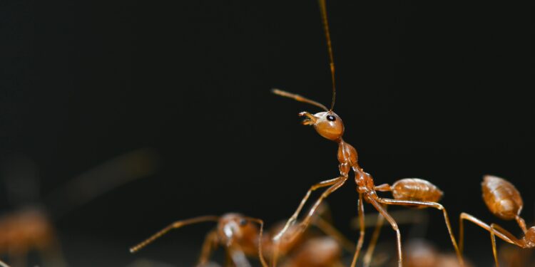 Marcia Sensitiva faz alerta para quem vive em casa com formigas por toda a parte