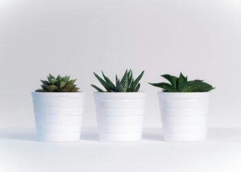 Poucos sabem: o erro comum que arruína suas suculentas no verão e pode matá-las para sempre