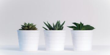 Poucos sabem: o erro comum que arruína suas suculentas no verão e pode matá-las para sempre