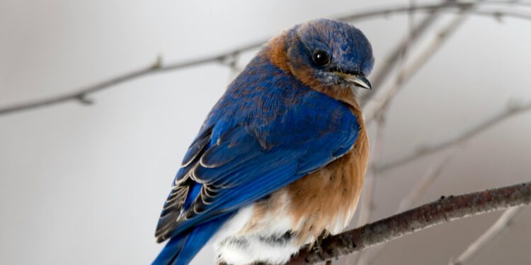 O que significa um pássaro pousar na sua varanda, segundo o Feng Shui