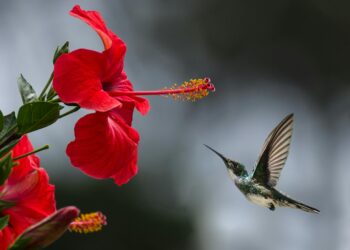 A mistura perfeita para atrair beija-flores e embelezar seu jardim