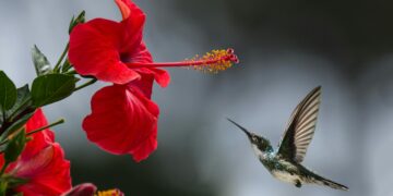 A mistura perfeita para atrair beija-flores e embelezar seu jardim