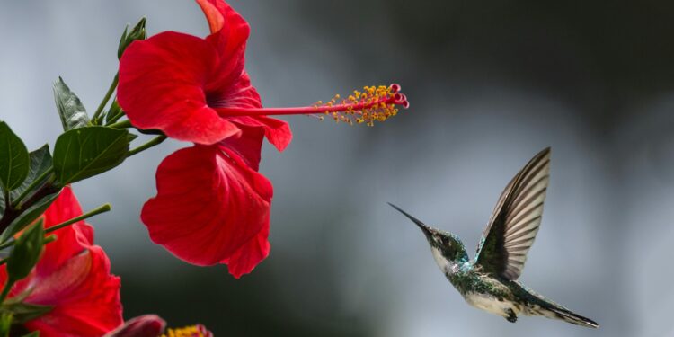 A mistura perfeita para atrair beija-flores e embelezar seu jardim
