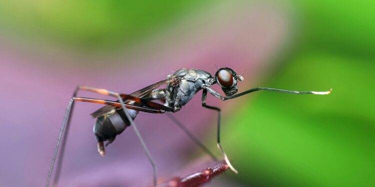 O que significa quando mosquitos aparecem por toda a sua casa durante o verão