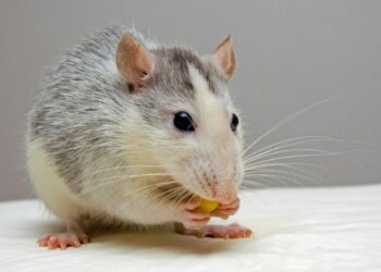 Sem veneno e sem ratoeira: o truque dos biólogos que pode expulsar ratos da sua casa